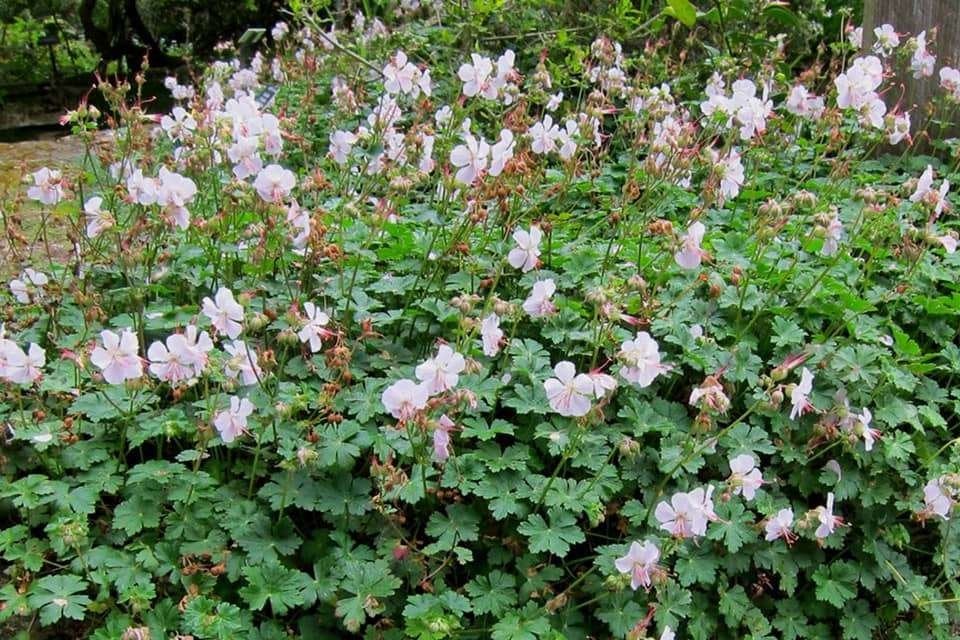 vaste plant:  geranium wit bodembedekker cantabrigense, Bodembedekkers, Vaste plant, Ophalen of Verzenden, Halfschaduw