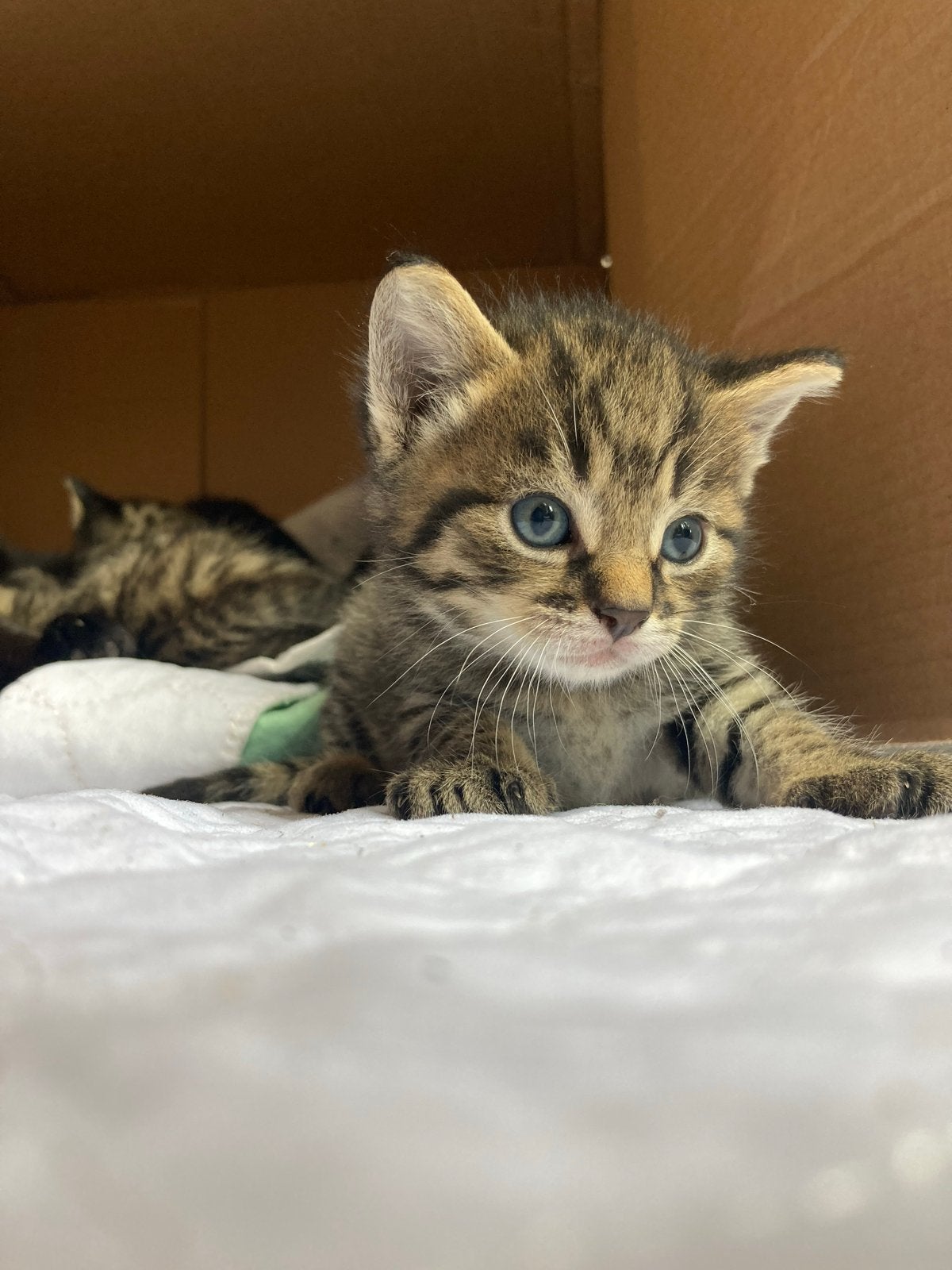 Lieve kittens, Meerdere dieren