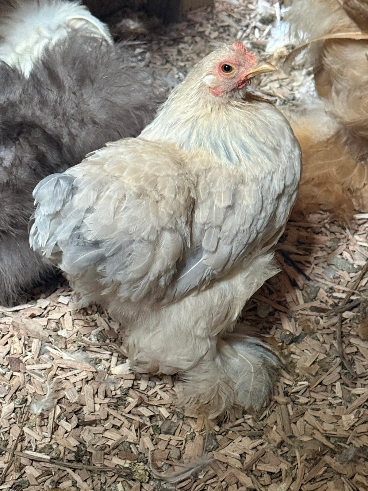 Cochin kriel hen, Dieren en Toebehoren, Vrouwelijk, Kip