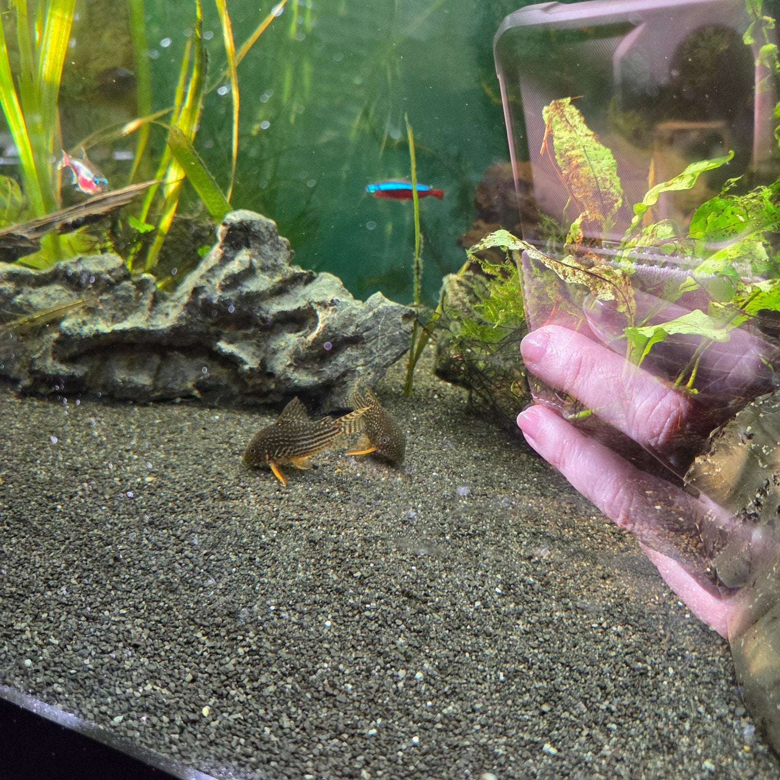 Bestand vissen, evt met aquarium, Dieren en Toebehoren, Vissen | Aquariumvissen, Vis