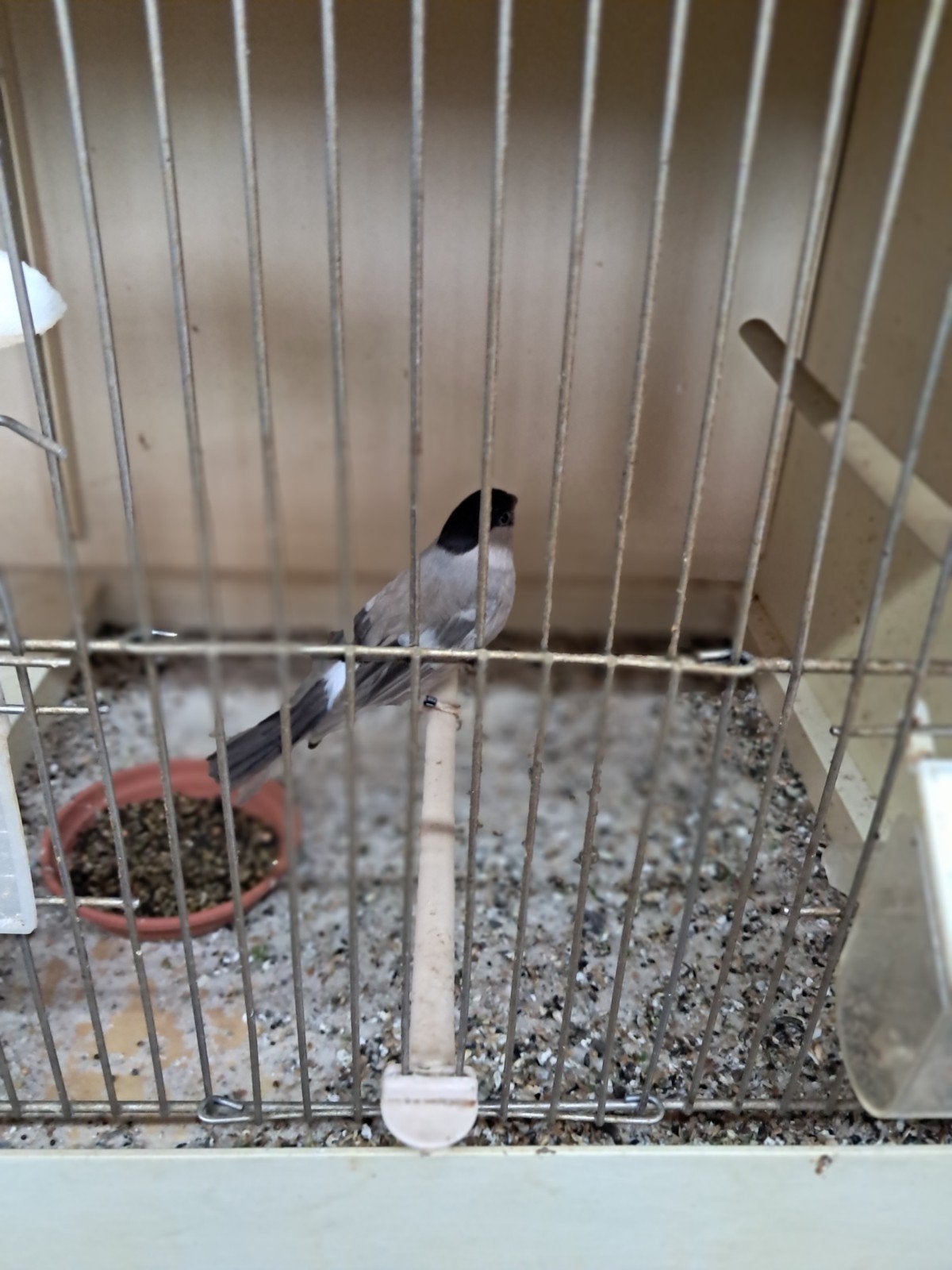 goudvinken, Dieren en Toebehoren, Meerdere dieren, Wildzangvogel
