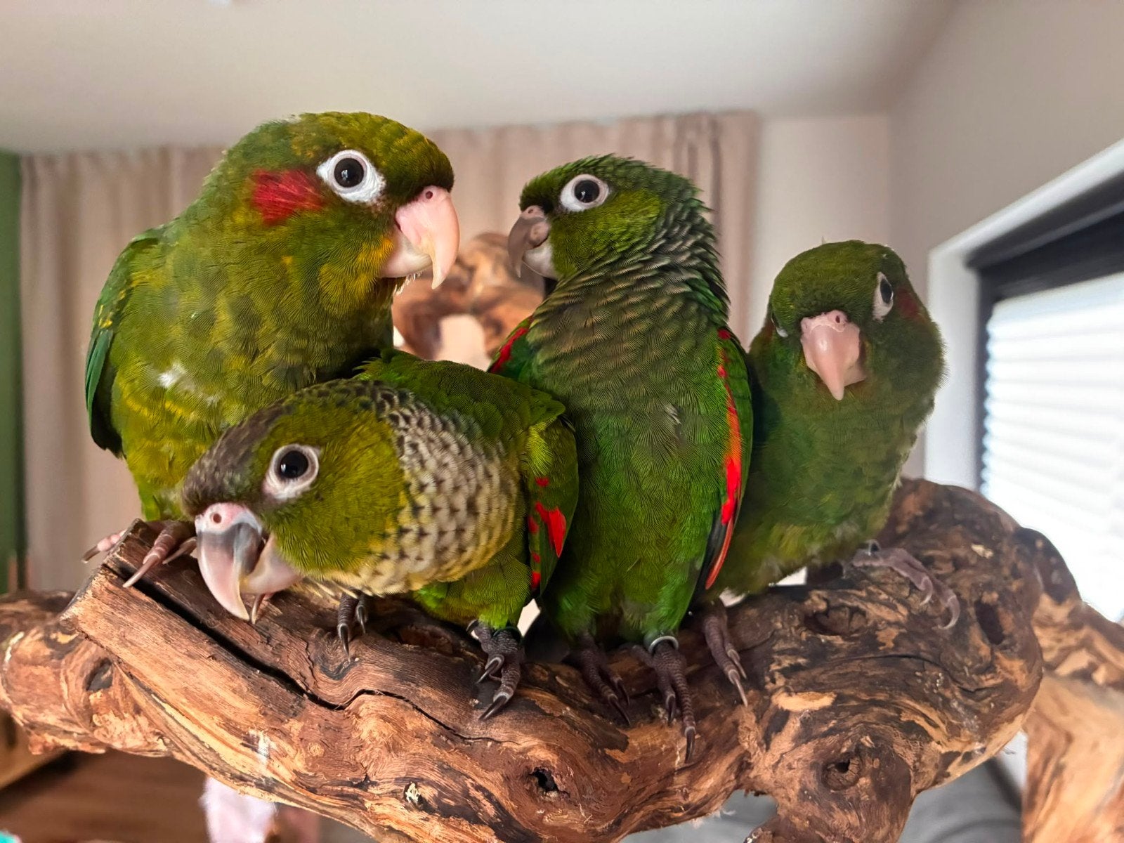 Pyrrhuras super tam en echt super lief (Rupicola verkocht).., Meerdere dieren, Parkiet, Tam