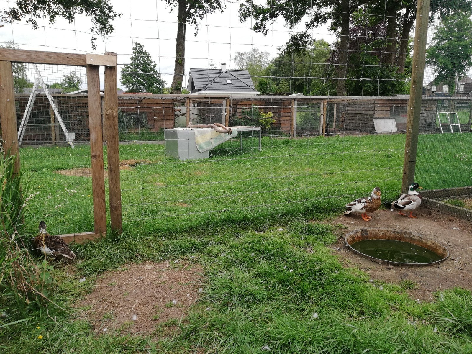 Bonte kwaker eenden, Meerdere dieren, Eend