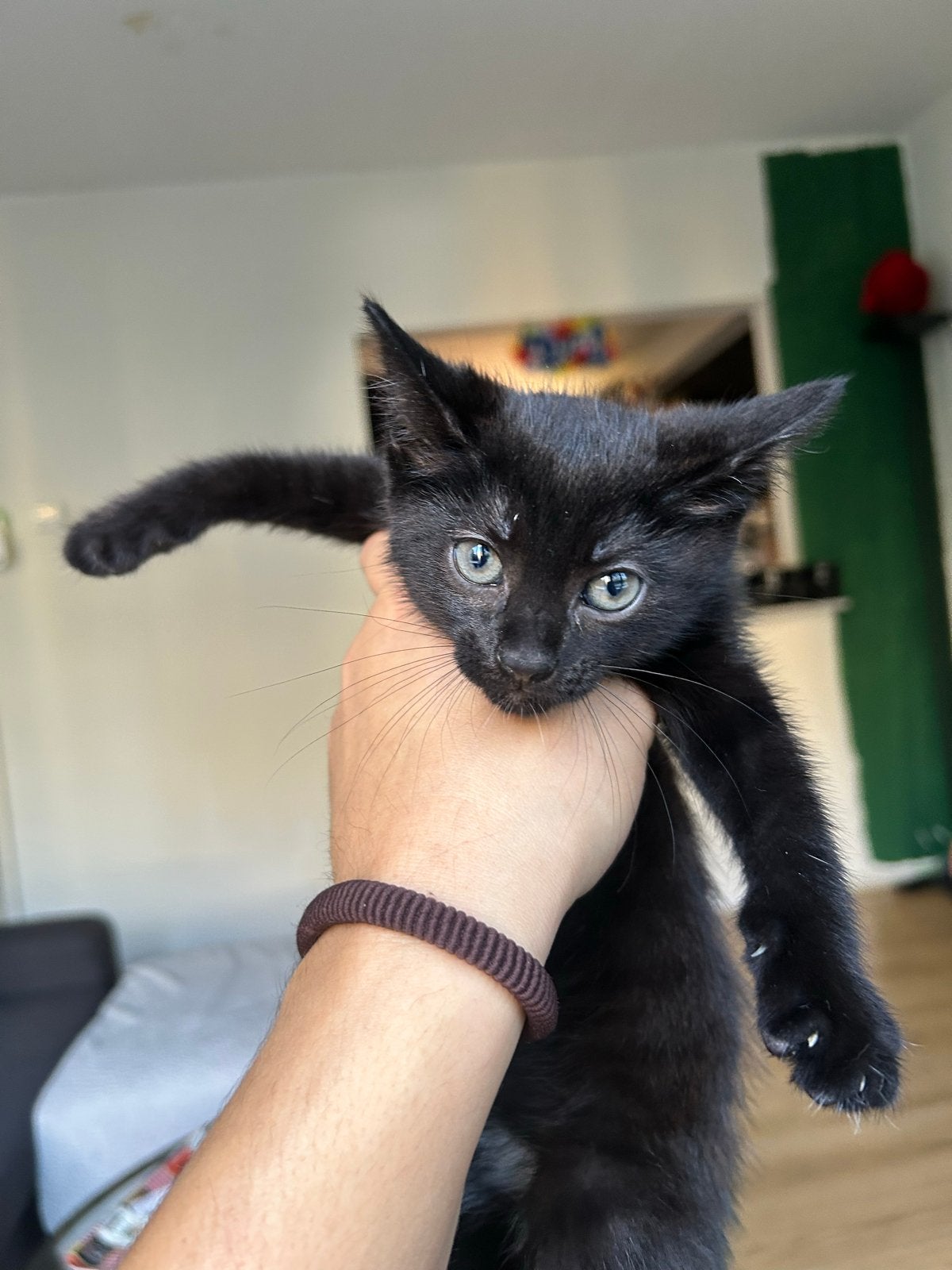 Lieve tuxedo kittens zoeken een warm thuis €50,- per kitten, Dieren en Toebehoren, Katten en Kittens | Overige Katten, Meerdere dieren