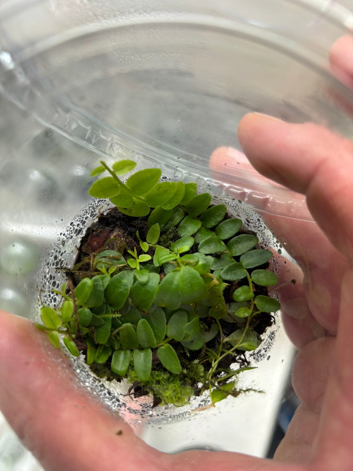 Terrariumplant marcgravia, Huis en Inrichting, Kamerplanten, Ophalen of Verzenden, Halfschaduw, Minder dan 100 cm