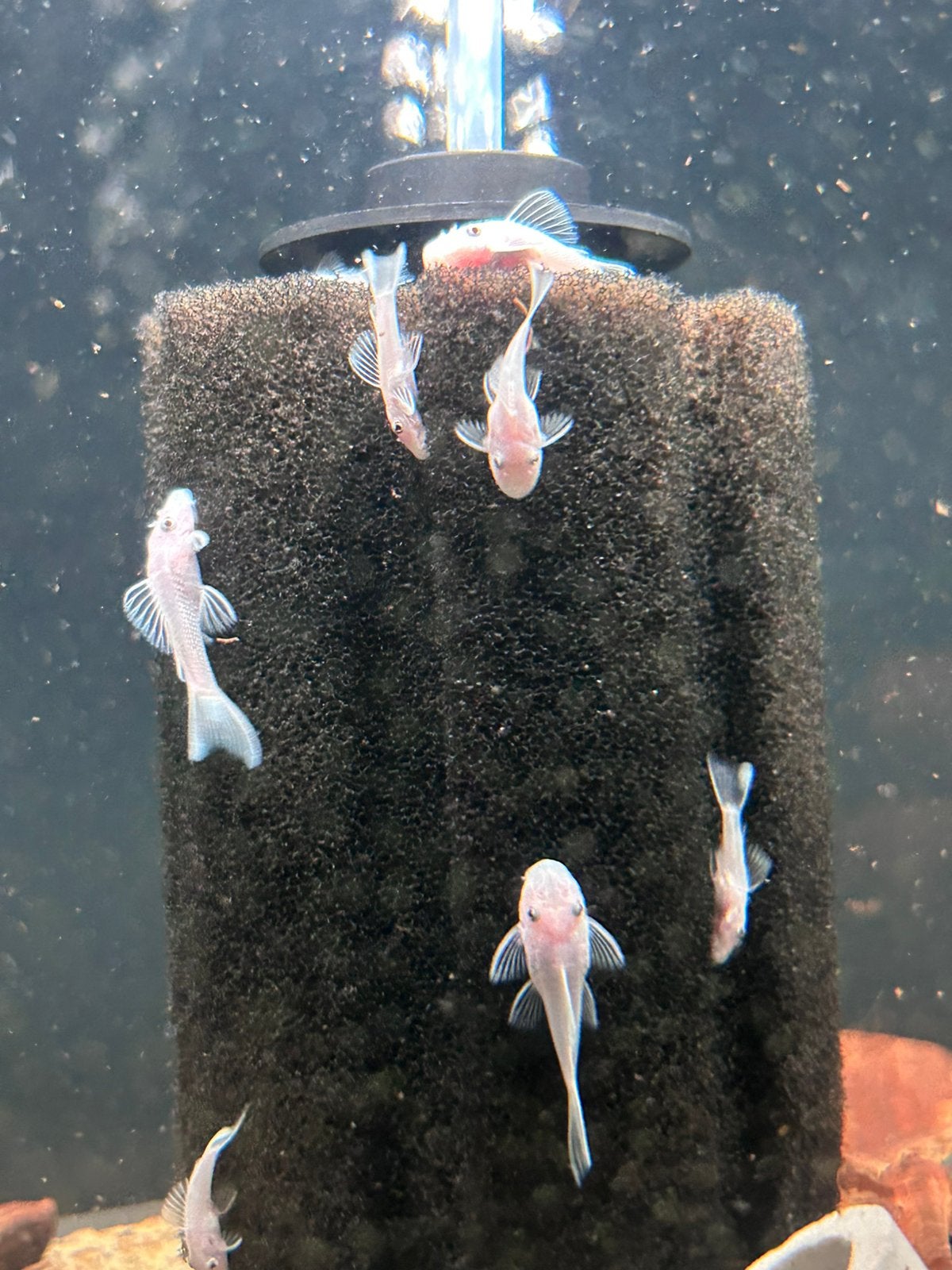 Ancistrus sp. L144 Snow White Short Fin, Dieren en Toebehoren, Vissen | Aquariumvissen, Vis, Zoetwatervis