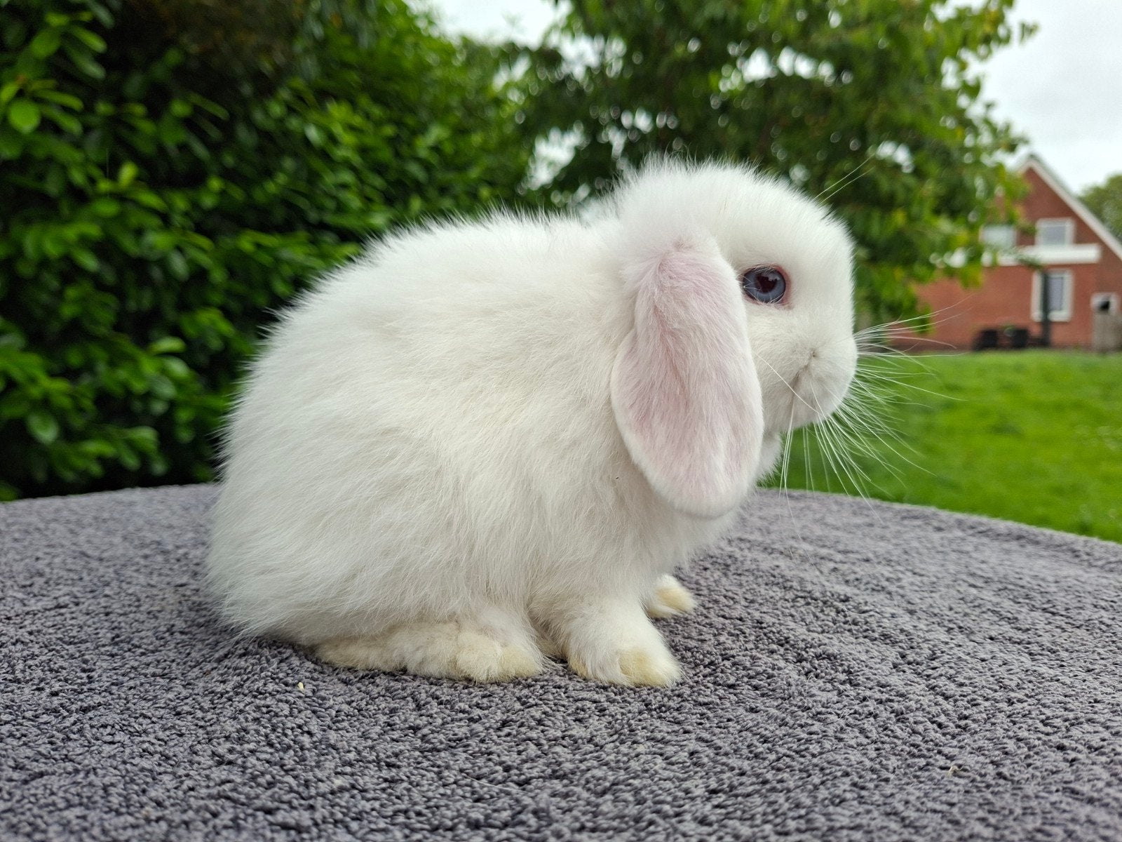 Minilop voedster (gevaccineerd), Dieren en Toebehoren, Meerdere dieren, Dwerg