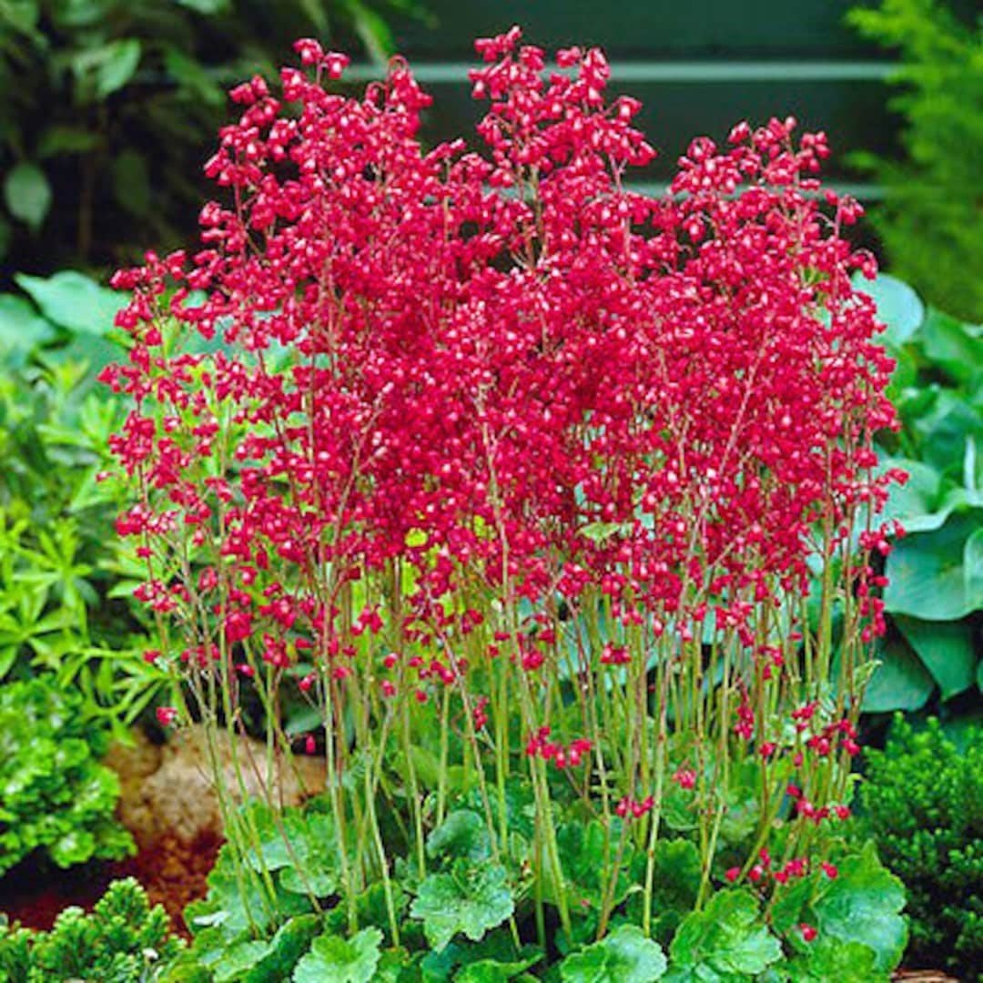 heuchera sanguinea. purperklokje, bodembedekker P9 planten, Bodembedekkers, Volle zon, Vaste plant, Ophalen of Verzenden