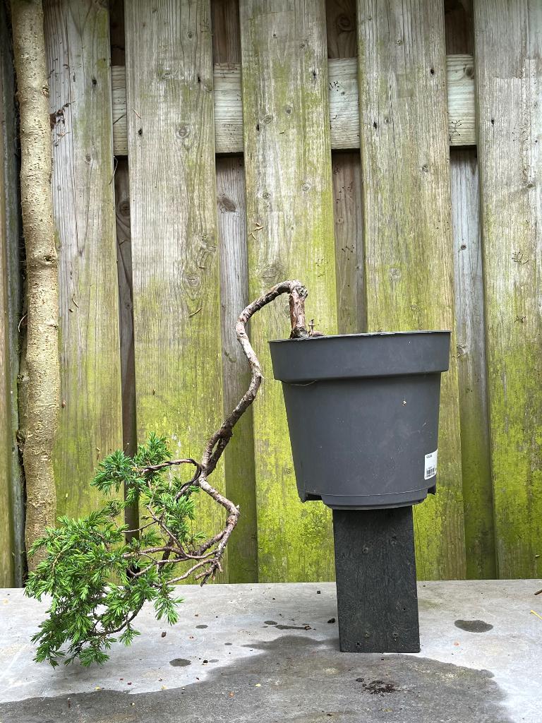 Bonsai Juniperus, Bloeit niet, Halfschaduw, Overige soorten, Minder dan 100 cm