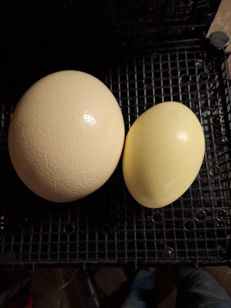 Struisvogel ei, nandoe ei,emoe ei. Leeg ., Verzenden