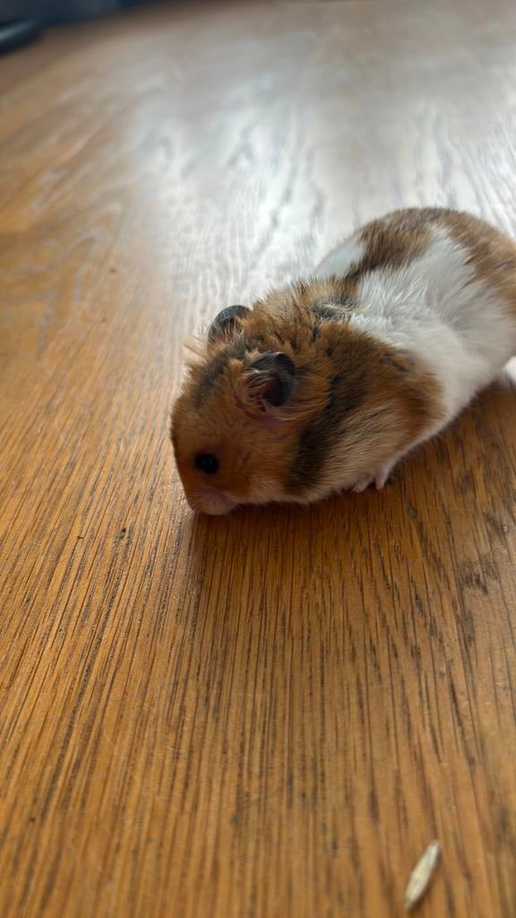 hamster, Hamster, Mannelijk, Januari, Tam