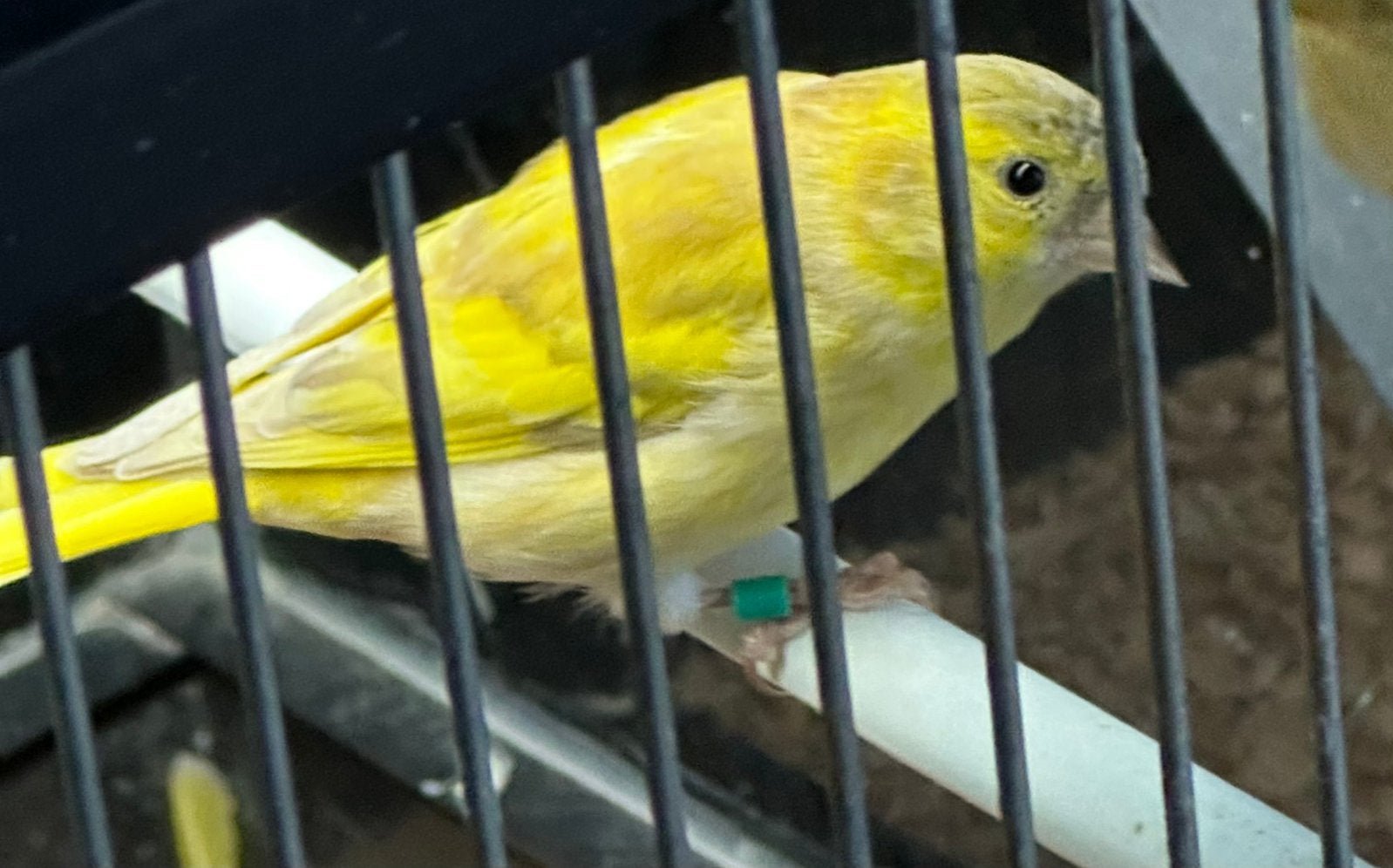europese sijzen, Mannelijk, Wildzangvogel