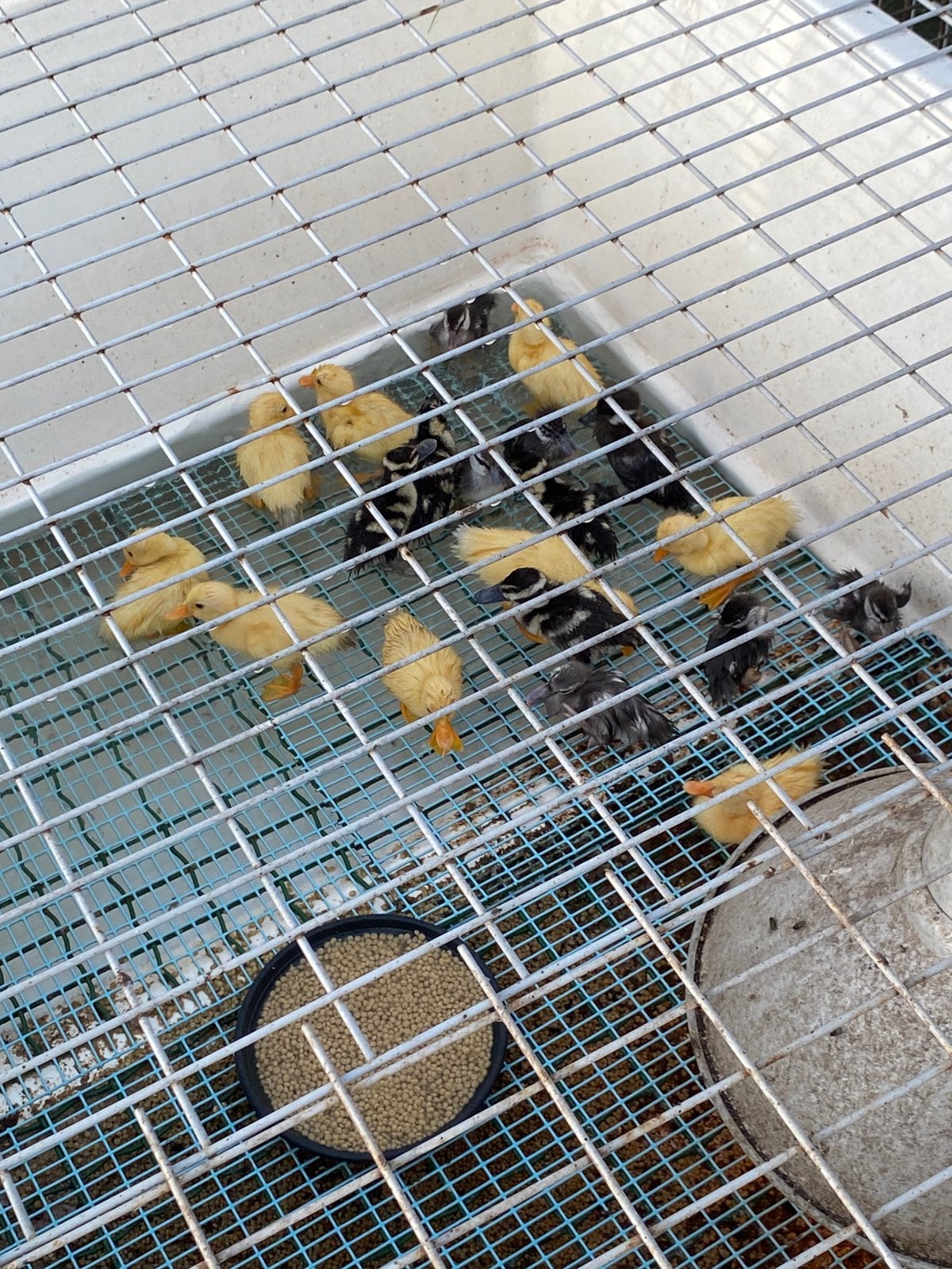Eenden kuikens loopeend en roodschouder taling, Meerdere dieren, Eend