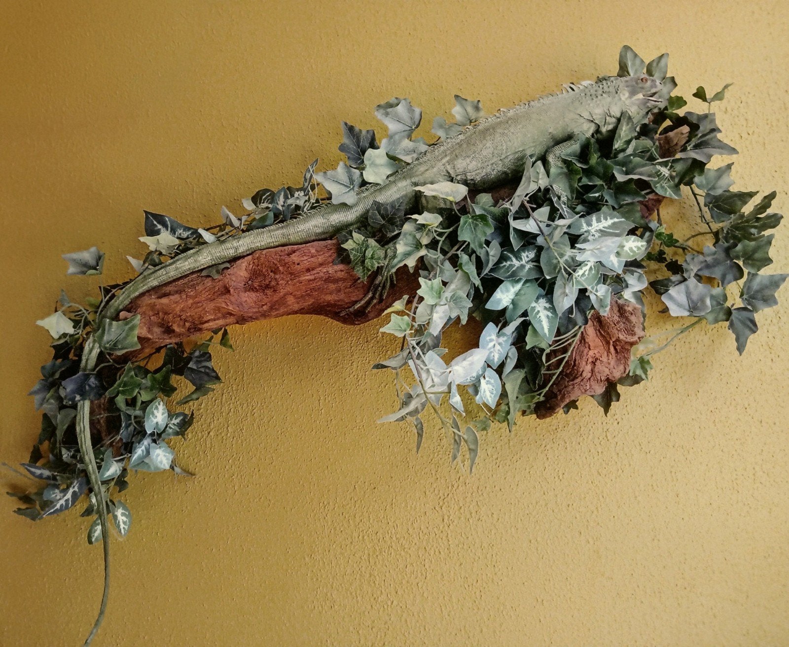 leguaan opgezet taxidermie, Ophalen