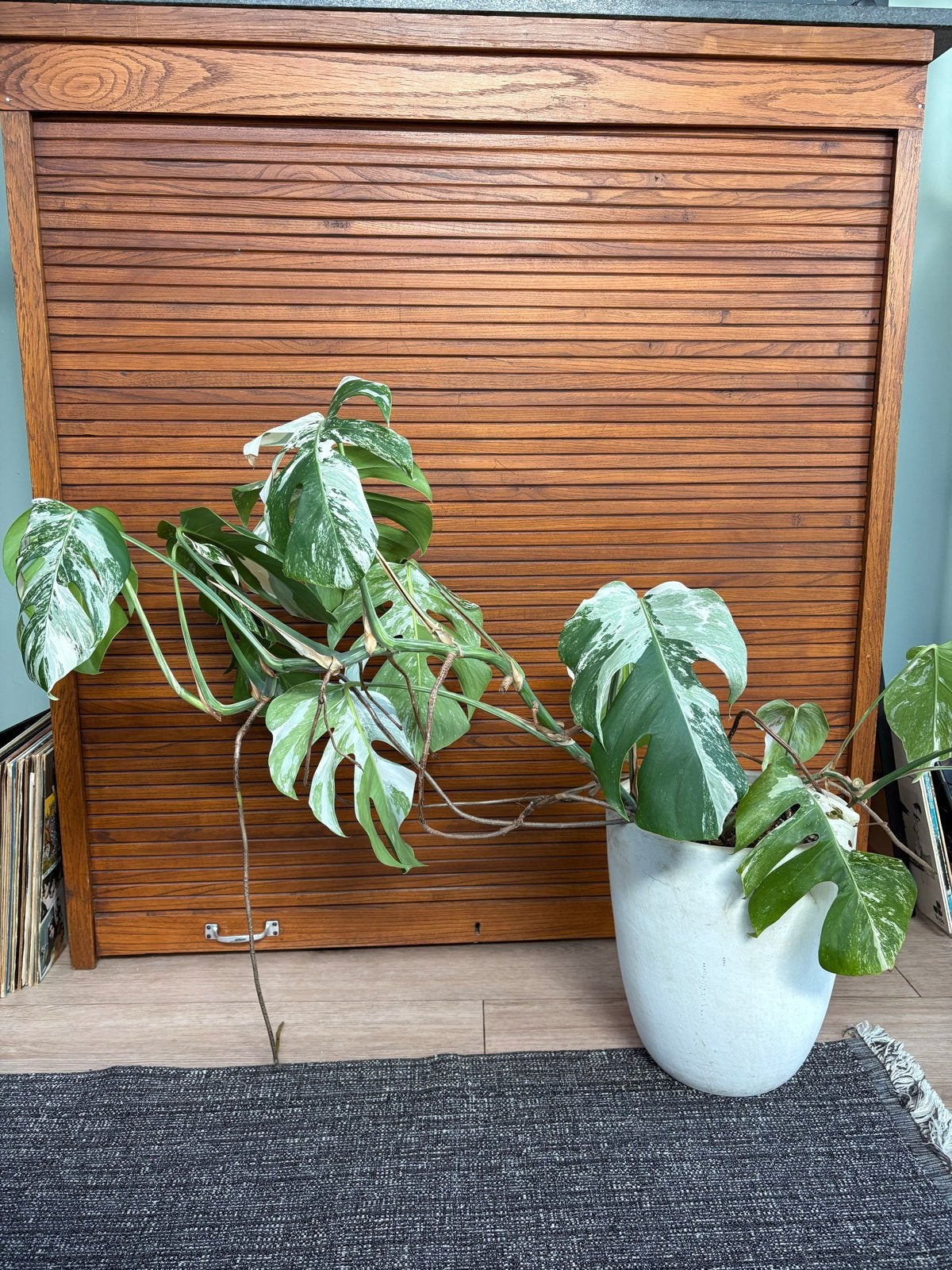 Monstera Deliciosa Variegata, Ophalen, 100 tot 150 cm, Overige soorten, Halfschaduw