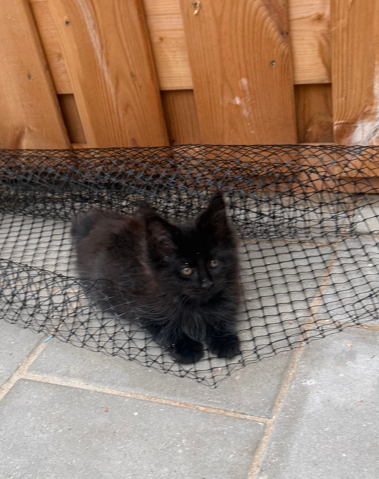 Maine Coon kittens met stamboom – Cattery Maymaydy, Dieren en Toebehoren, Katten en Kittens | Raskatten | Langhaar, Meerdere dieren
