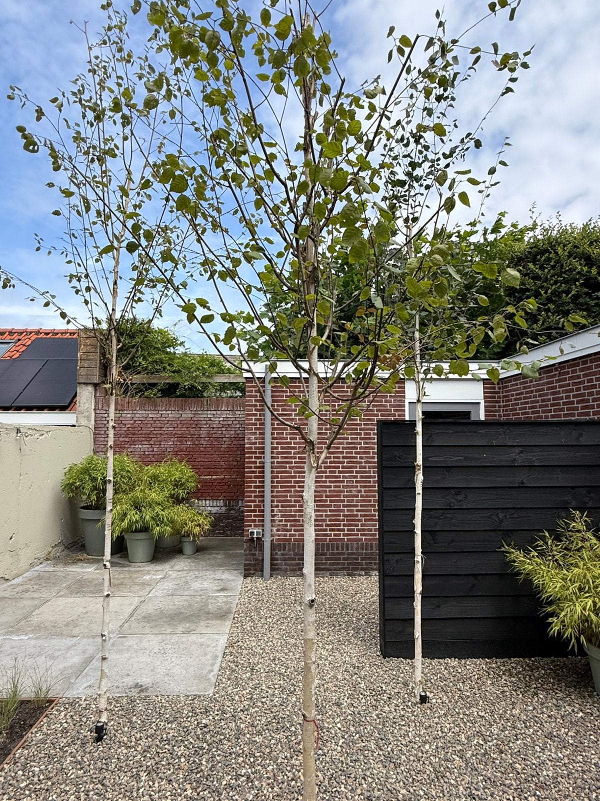 Himalaya Berk ‘Betula Utilis Doorenbos’ NIEUW!, Tuin en Terras, Planten | Bomen, Bloeit niet, Overige soorten, 250 tot 400 cm