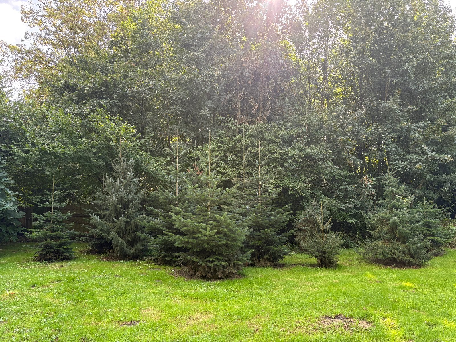 Gratis kerstbomen, nordmann en andere varianten, Tuin en Terras, Ophalen