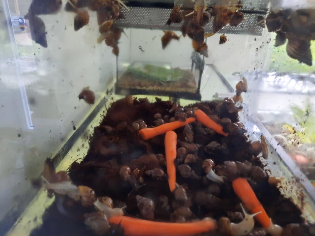 Slakken (Achatina reticulata albino en zwarte ) en terrarium, Boeken, Ophalen of Verzenden