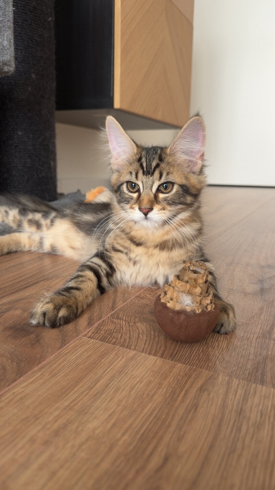 Main coon kitten, Poes, Gechipt, 0 tot 2 jaar