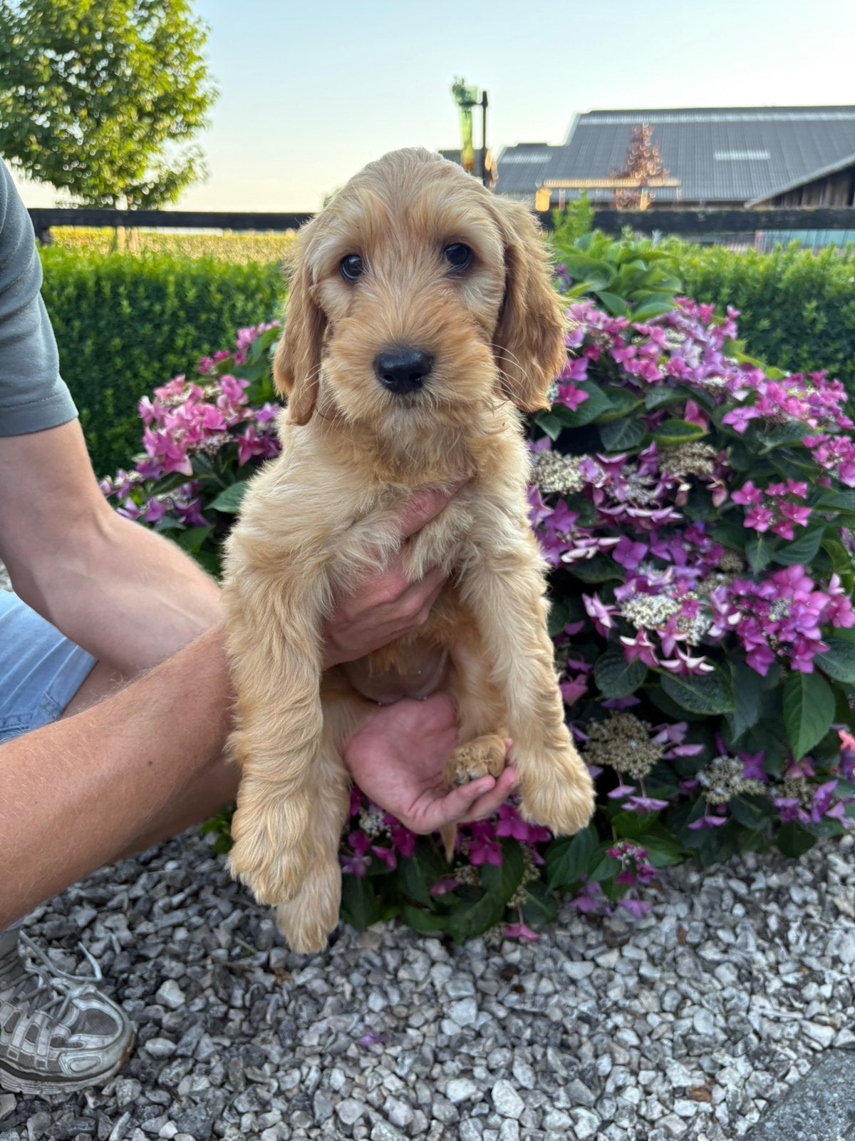 Labradoodle pups medium - nog 1 pup beschikbaar, 8 tot 15 weken, Parvo, Meerdere, Meerdere dieren