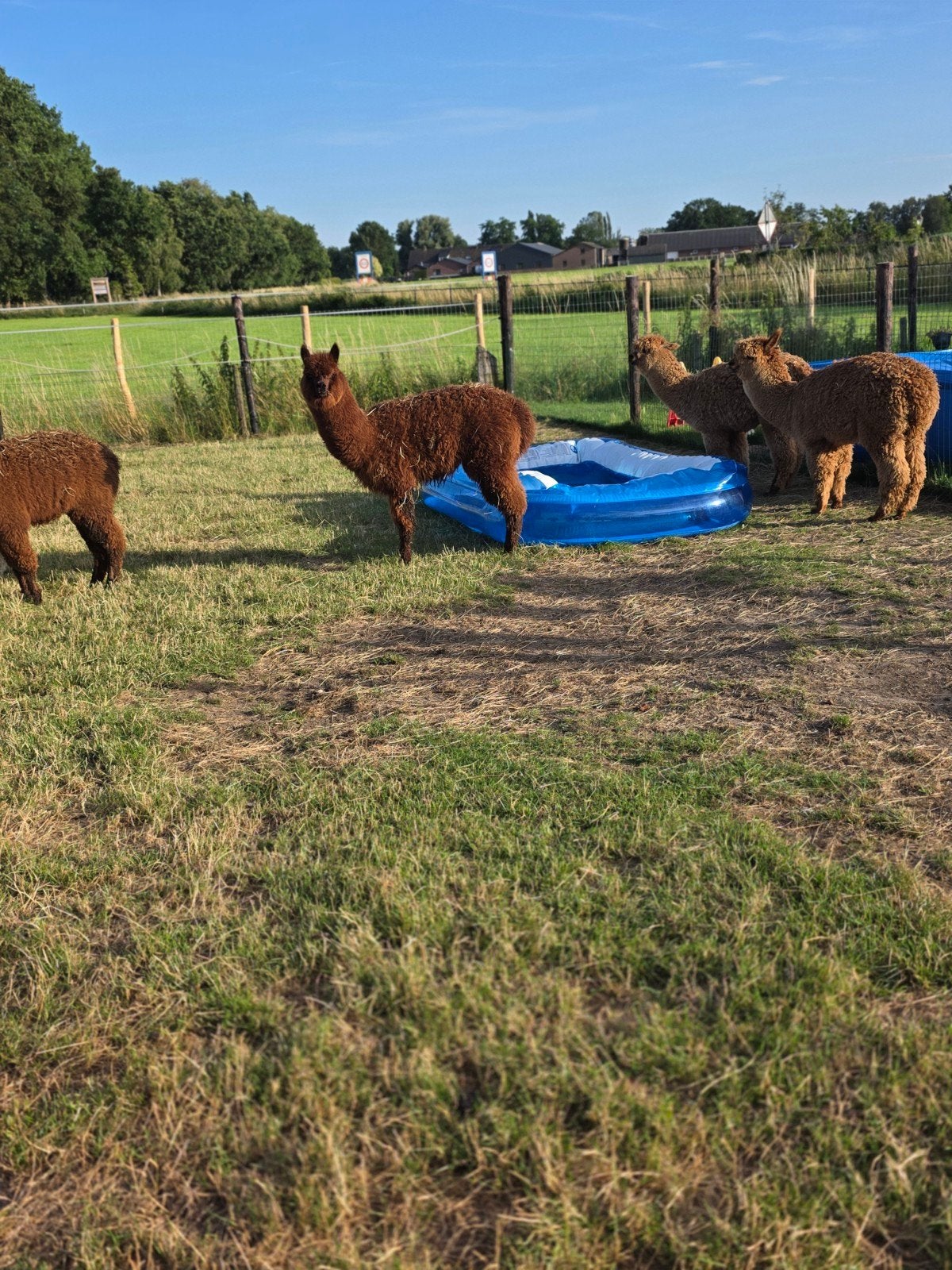 Alpaca s te koop aangeboden, Dieren en Toebehoren, Overige Dieren, April, Meerdere dieren