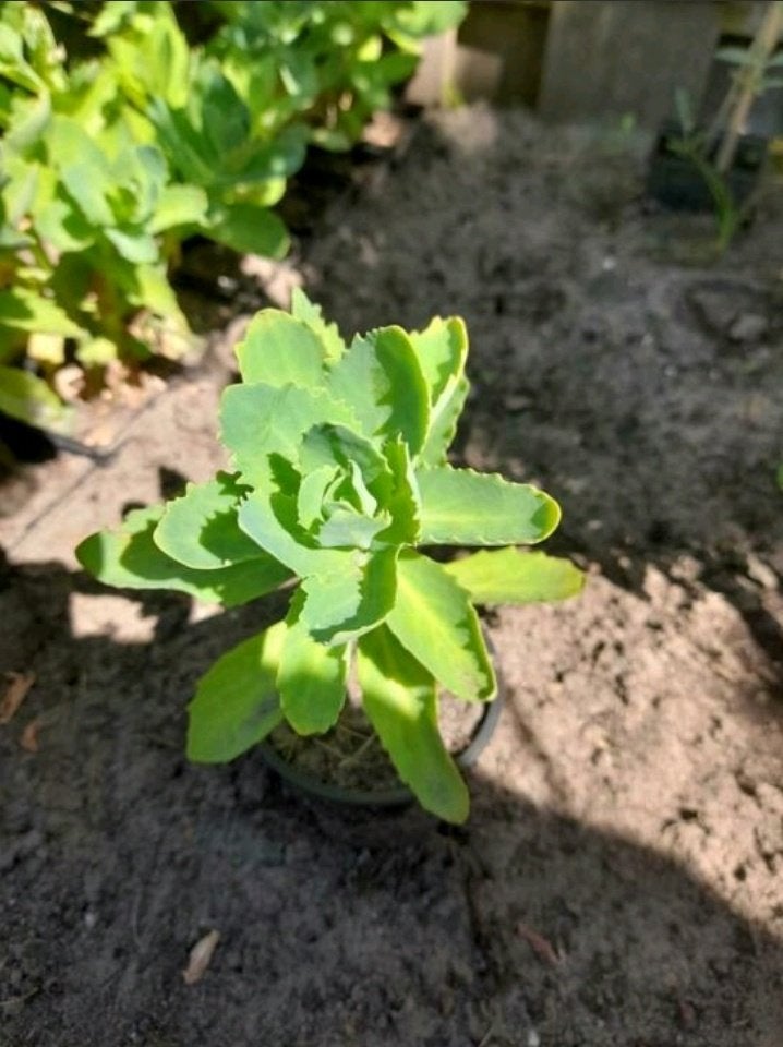 Herbstfreude - tuinplantjes - jonge/stekken, Volle zon, Vaste plant, Herfst, Ophalen