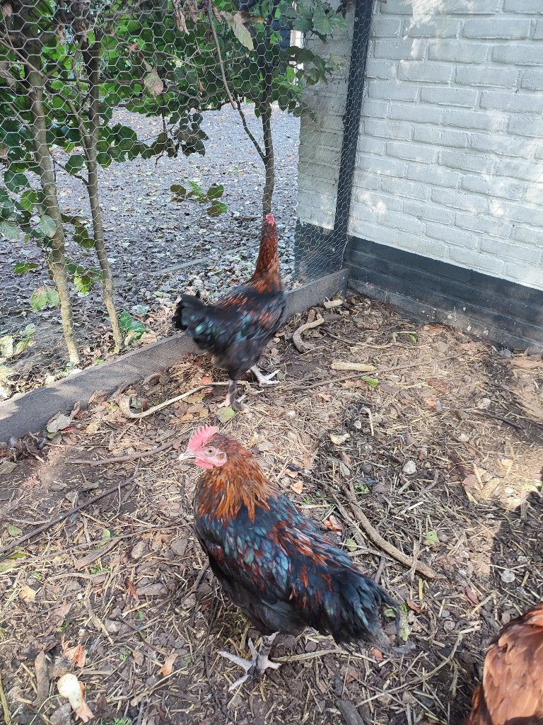 Jonge raszuiver Marans haan groot ras, Dieren en Toebehoren, Mannelijk, Kip