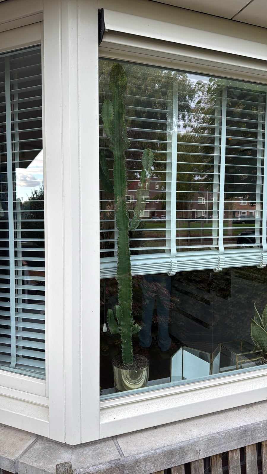 Grote Euphorbia Trigona Cactus - Kamerplant, Tuin en Terras, Volle zon, Vaste plant, Bloeit niet, Ophalen