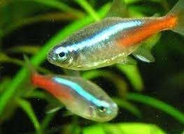 Neon Tetra - Leuke scholenvis - 10 stuks voor €10,-, Dieren en Toebehoren, Vissen | Aquariumvissen, Vis, Zoetwatervis, Schoolvis