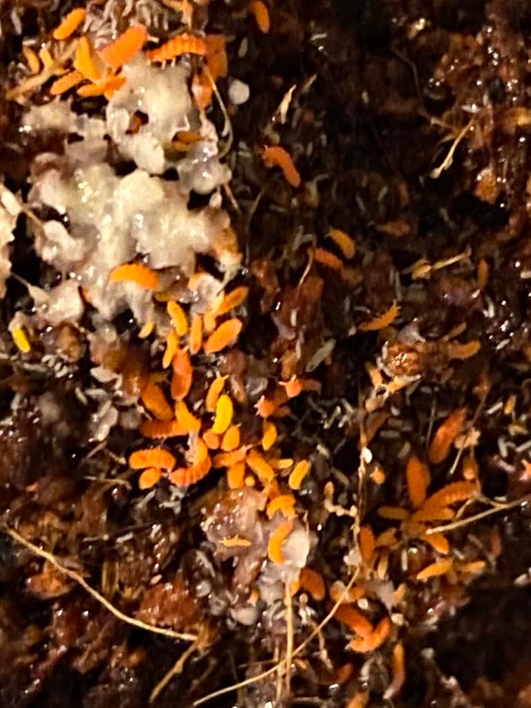 Oranje springstaartjes Yuukianura aphoruroides, Dieren en Toebehoren, Insecten en Spinnen, Overige soorten