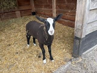 Zwartblesschaap lam ram, Mannelijk, Schaap, 0 tot 2 jaar