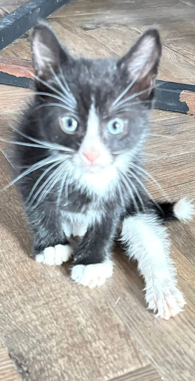 Nog 3 lieve kittens over van het nestje, Meerdere dieren