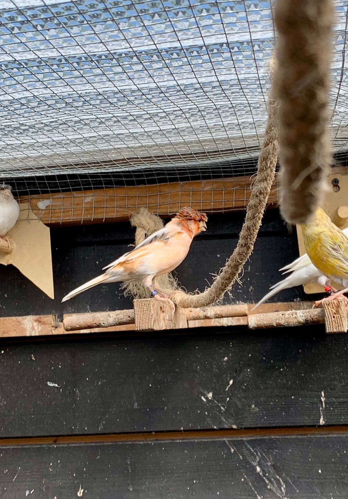 Kanarie man te koop 2025, Dieren en Toebehoren, Vogels | Kanaries, Mannelijk, Kleurkanarie