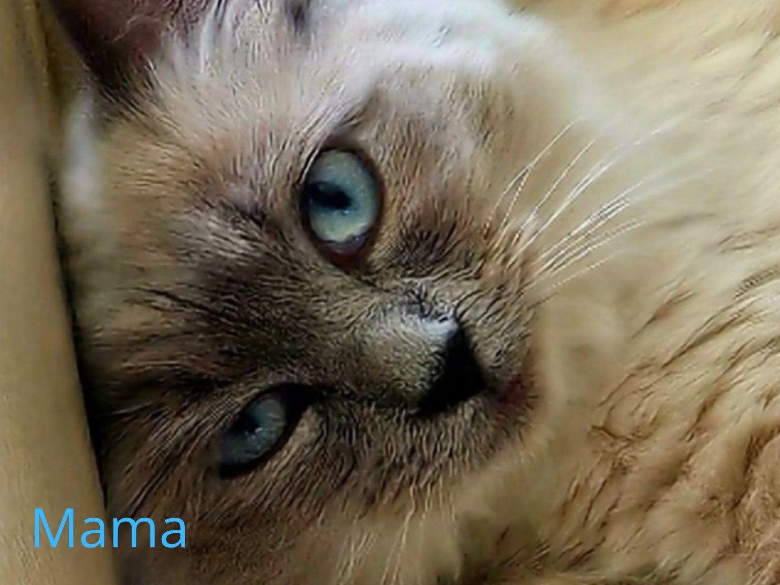 Aankondiging Ragdoll twee nestjes, Dieren en Toebehoren, Meerdere dieren, Ontwormd, 0 tot 2 jaar