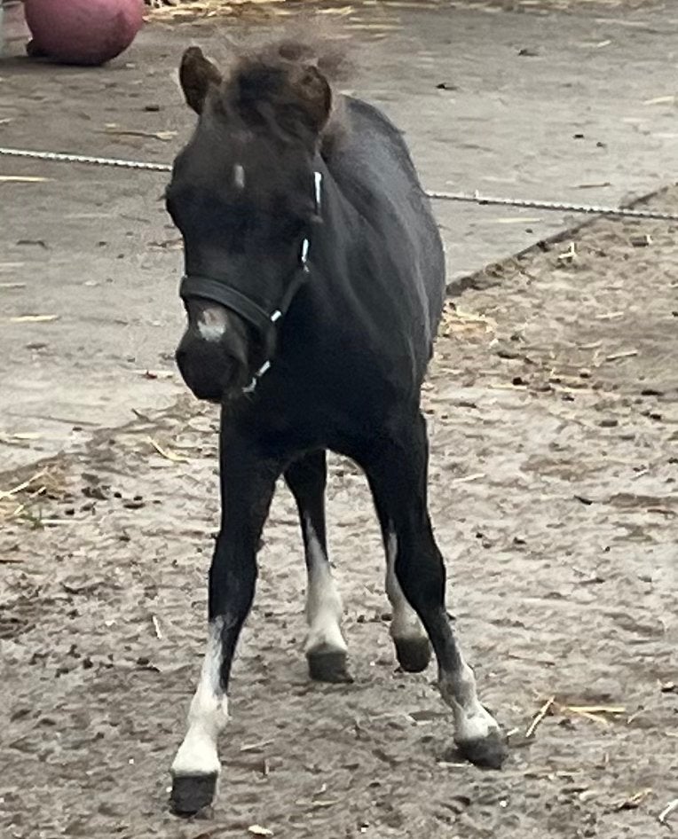 Minipaardjes (amha-bmp-nmprs), Dieren en Toebehoren, Pony's, Merrie, Ontwormd