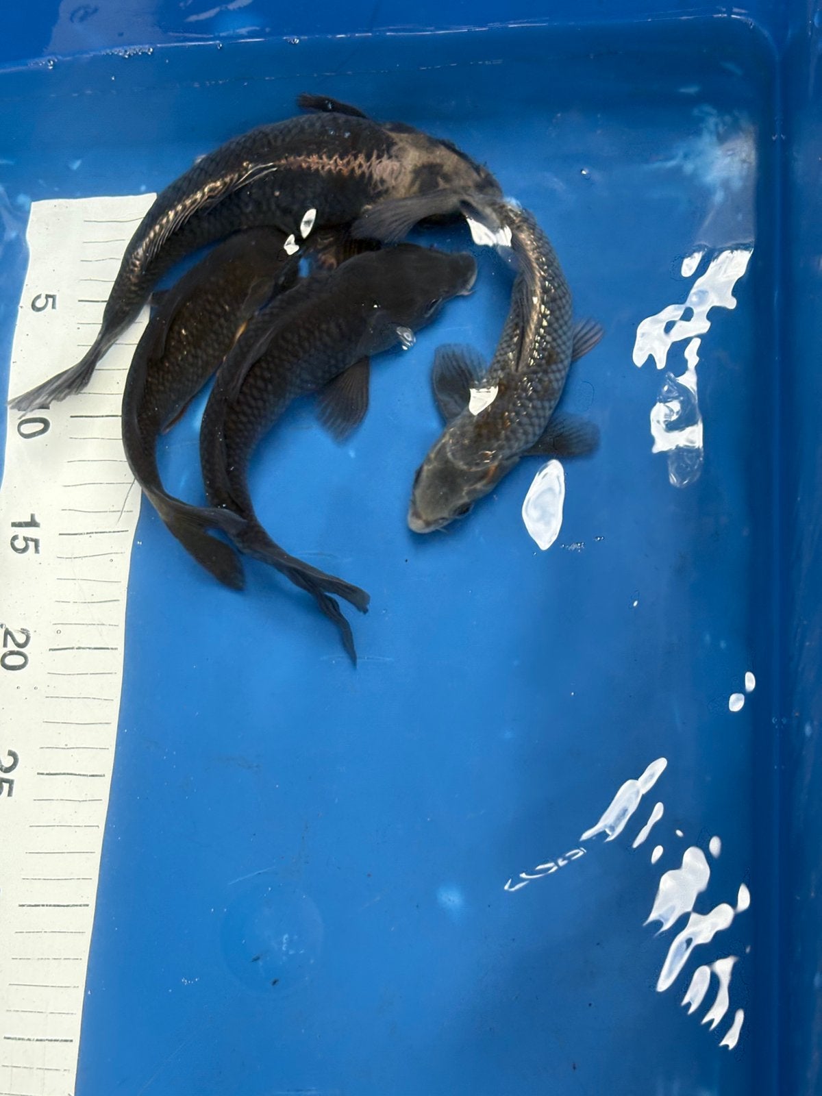 4 koi tot 30 cm, Dieren en Toebehoren, Vissen | Vijvervissen, Karper of Koi