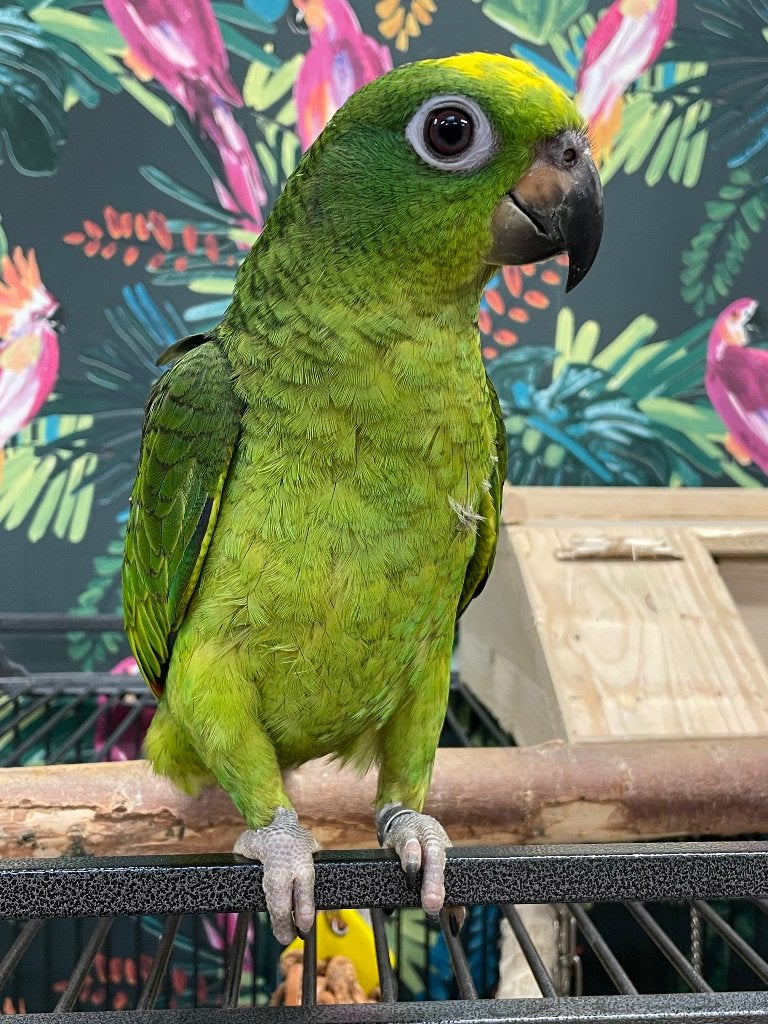Jonge Baby Geel voorhoofd Amazones | Handtam | Nieuwsgierig, Dieren en Toebehoren, Vogels | Parkieten en Papegaaien, Meerdere dieren