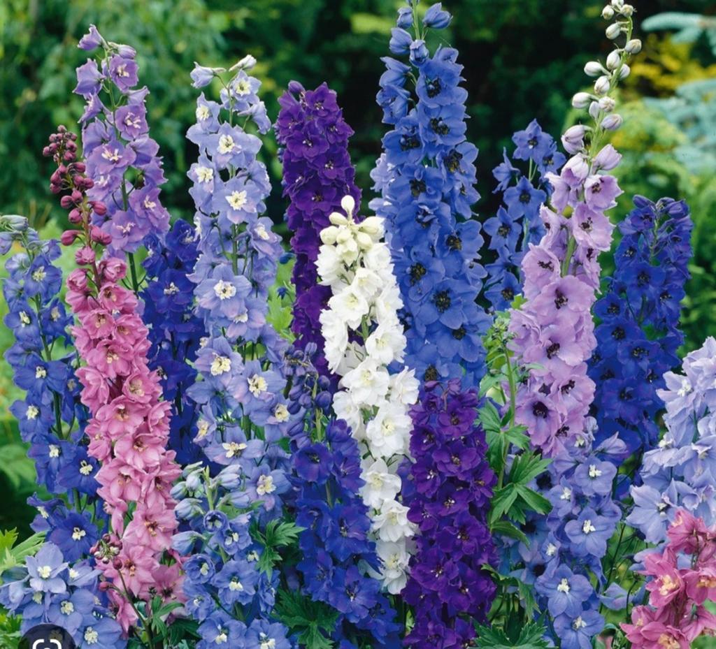Delphinium planten - Winterharde vaste planten, Volle zon, Vaste plant, Zomer, Ophalen
