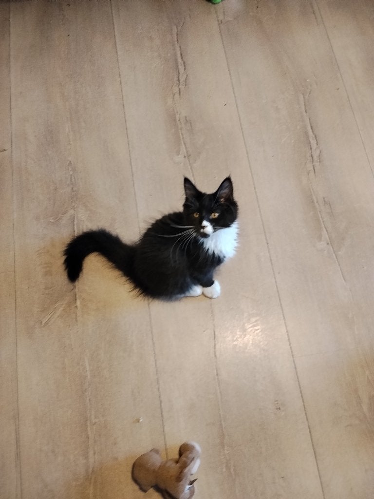 Russische Maine Coon kittens met stamboom, Meerdere dieren, Met stamboom