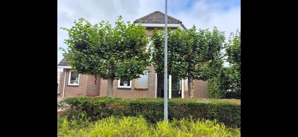 3 mooie leilindes - wees er snel bij!, Leiboom, 250 tot 400 cm, Zomer, Ophalen