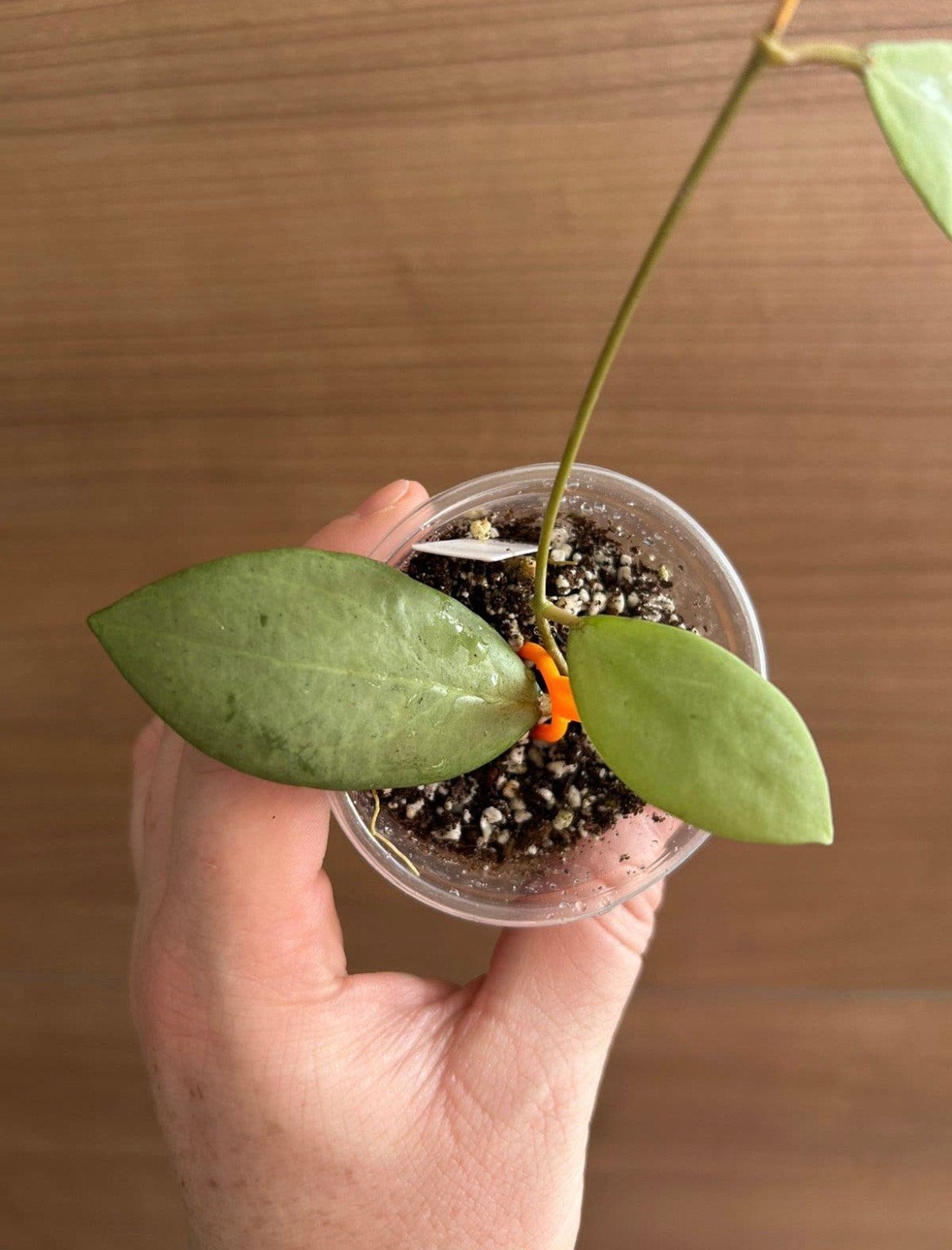 Hoya erythrostemma silver, Huis en Inrichting, Ophalen of Verzenden, Halfschaduw, Minder dan 100 cm