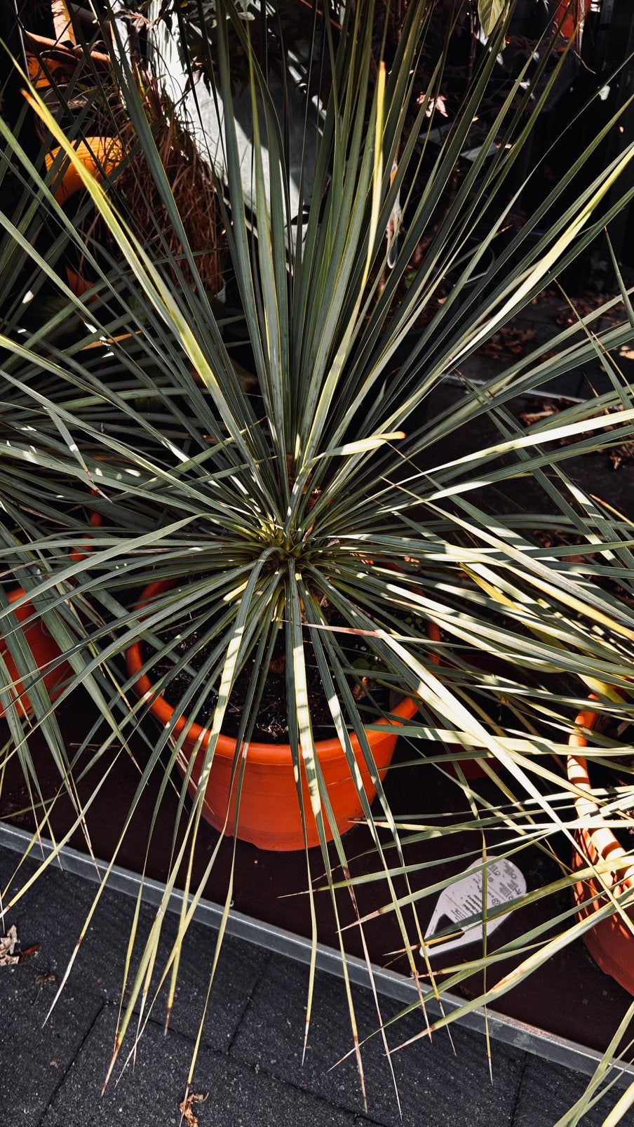 Yucca Rostrata - Ideaal voor zon en halfschaduw, Volle zon, Vaste plant, Bloeit niet, Ophalen