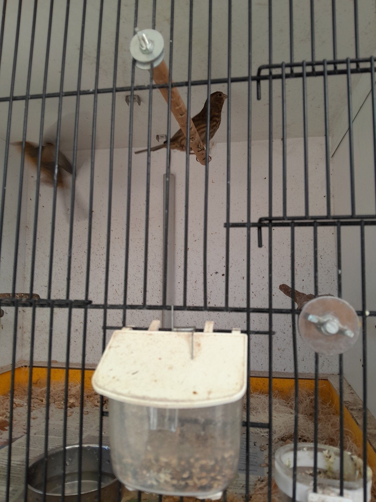 Te koop koppeltje roodmussen met twee jonge, Dieren en Toebehoren, Vogels | Overige Vogels, Meerdere dieren