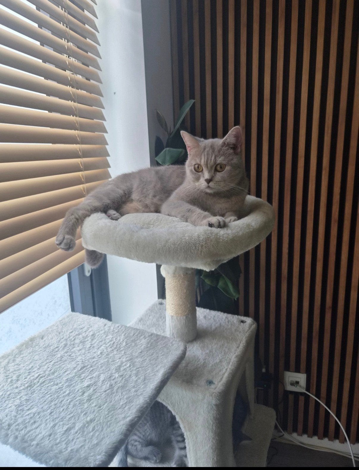 Britse korthaar poes te koop (zwanger), Poes