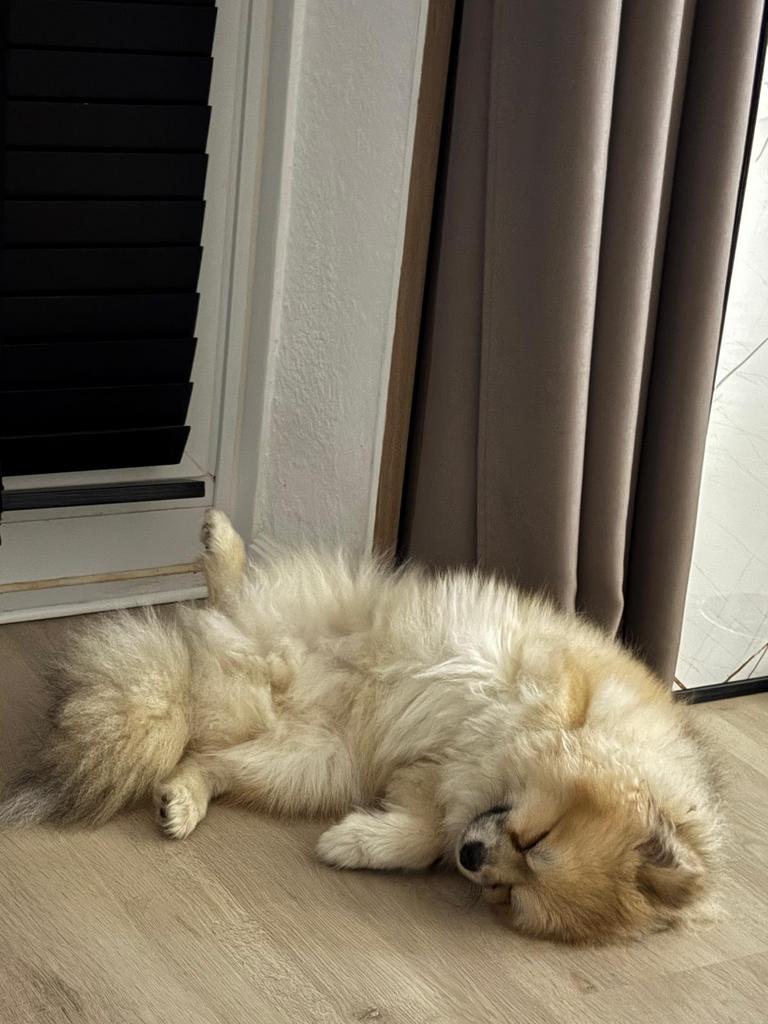 Pomsky 8 Maand Pablo zoekt een nieuw huis - Zie omschrijving, Dieren en Toebehoren, Keeshond, Rabiës (hondsdolheid), 15 weken tot 1 jaar