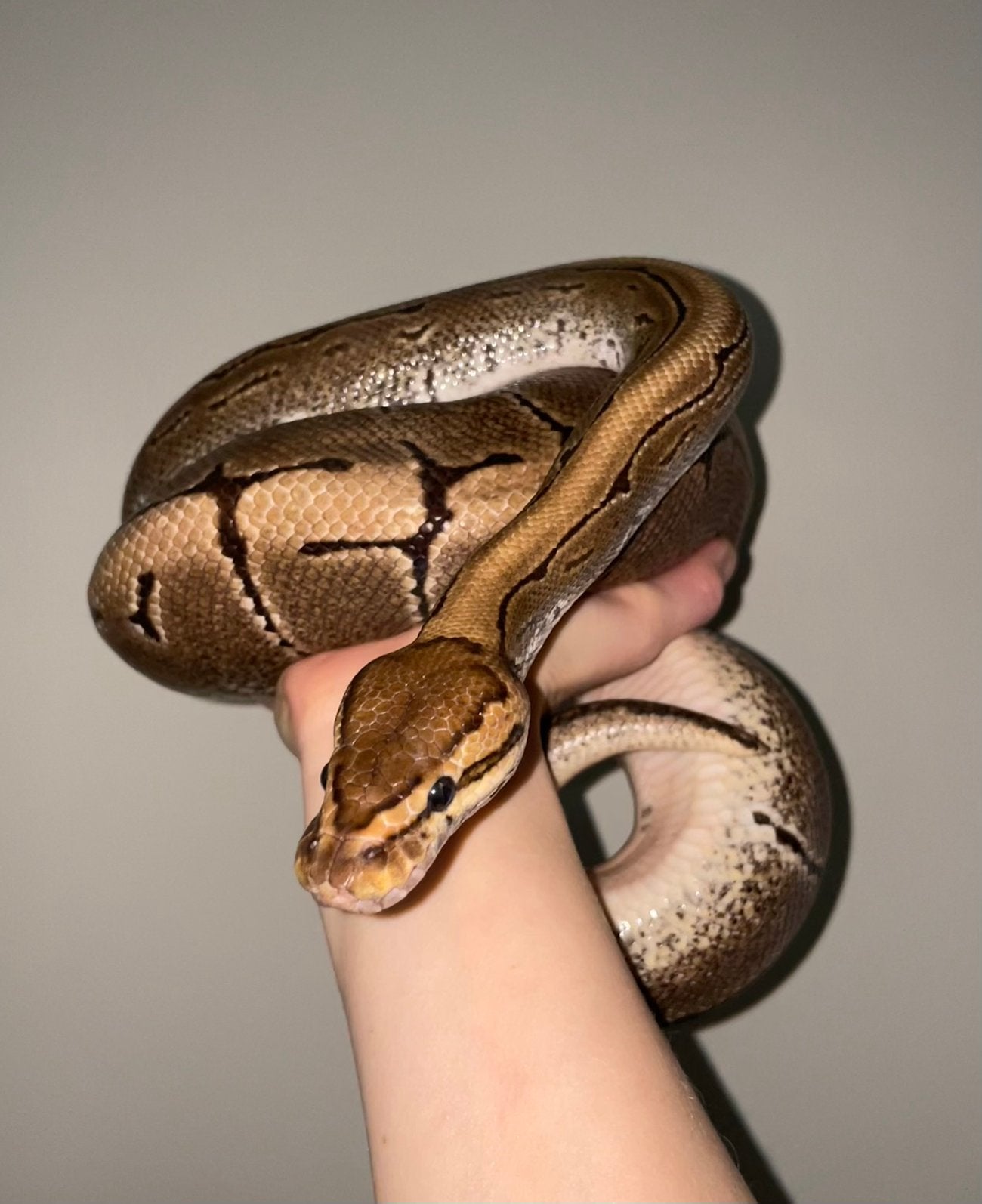 Python regius + compleet terrarium, Dieren en Toebehoren, Slang, Met terrarium, 7 tot 10 jaar