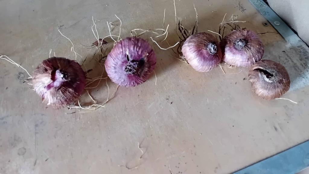 Gladiolen bollen, Ophalen, Voorjaar, Volle zon, Bloembol