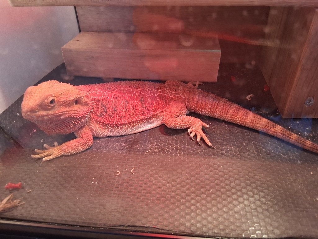 Baardagaam plus benodigdheden, Dieren en Toebehoren, Reptielen en Amfibieën, Hagedis, Met terrarium, 0 tot 2 jaar