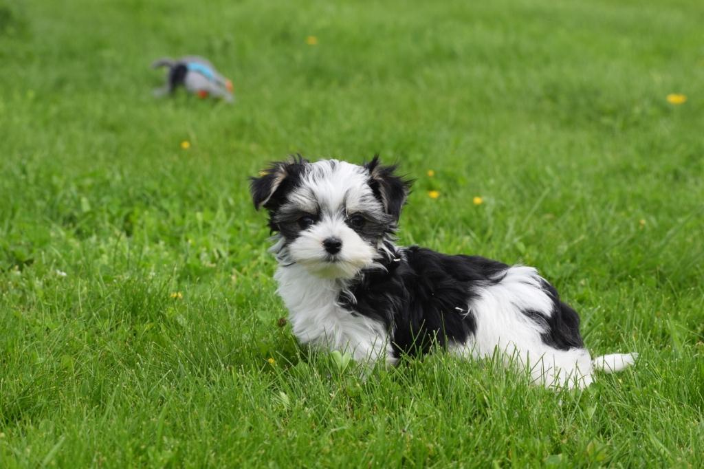 Biewer yorkshire terrier pup, Yorkshire Terriër, Nederland, 15 weken tot 1 jaar, Parvo